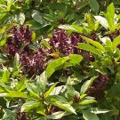 Licorice Basil Herb Seeds - Thai Herb Siam Queen - B232