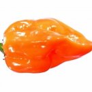 Orange Habanero Pepper Seeds - B68