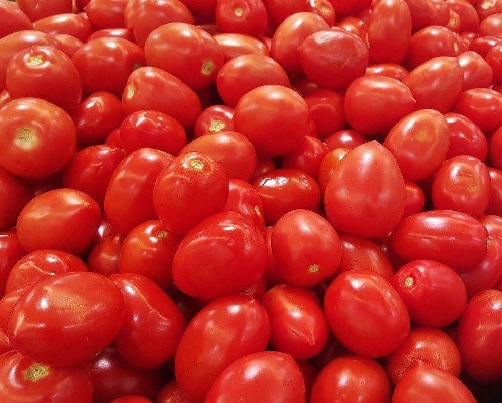 Roma Heirloom Italian Tomato Seed B226