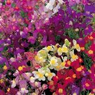 Toadflax Fairy Mix Flower Seeds - Spurred Snapdragon - Linaria maroccana - B107
