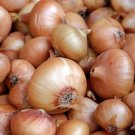 Walla Walla Onion Open Pollinated Heirloom Seeds - B54