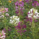 Cleome Colorful Mix Wildflower Seeds - Hassleriana - B262