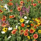 Florida & Gulf Coast Wildflower Mix Seeds - Annuals and Perennials - S22