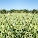 Oat Seeds - Avena Sativa Grass Plot Fodder Turf binC22