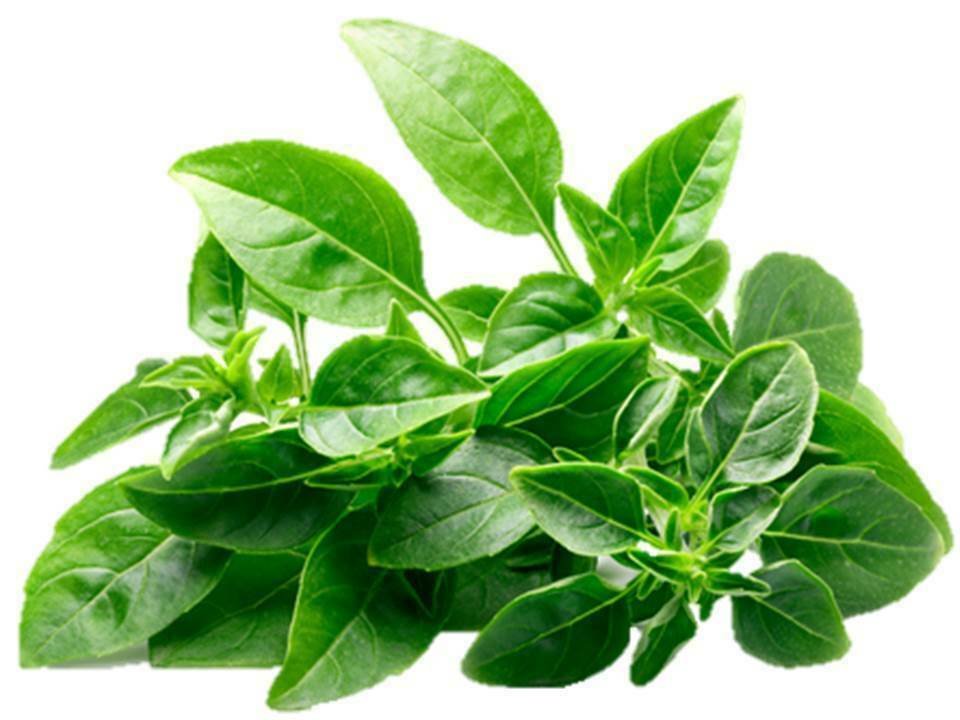 Basil Spicy Globe Herb Seeds B249