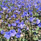 California Bluebell Wildflower Seeds - Phacelia campanularia - B305