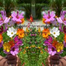Colorful Cosmos Wildflower Mix Seeds - S15