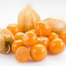 Ground Cherry Tomatillo Seeds - Physalis peruviana - B270