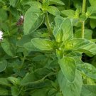 Italian Oregano Heirloom Herb Seeds - Origanum vulgare - B193