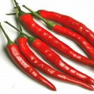 Cayenne Long Thin Red Pepper Heirloom Seeds - B125