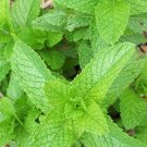Peppermint Culinary Herb Seeds - B321