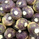 Laurentian Purple Top Rutabaga Heirloom Seeds - B256