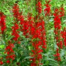 Cardinal Flower Seeds - Wildflower - Lobelia Cardinalis - F11