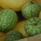 Mexican Sour Gherkin Cucumber Seeds - Melothria scabra - B1