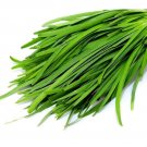 Garlic Chive Heirloom Culinary Herb Seeds - B2