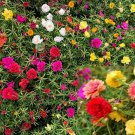 Moss Rose Double Mix Flower Seeds - Portulaca grandiflora - B79