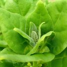 New Zealand Spinach Perennial Seeds - Tetragonia tetragonioides - B348