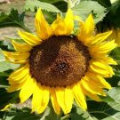 Sunflower Dwarf Sunspot Seeds bin263C