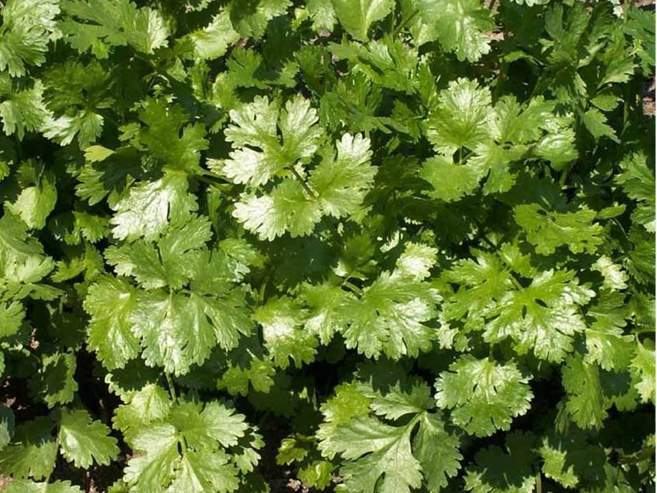 Coriander Leisure Cilantro Culinary Herb Seeds - Coriandrum sativum - B147