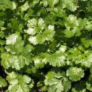 Coriander Leisure Cilantro Culinary Herb Seeds - Coriandrum sativum - B147