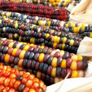 Indian Ornamental Corn Seeds - Heirloom Open Pollinated - M4