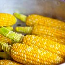 Delectable Bi Colored Corn Seeds - Treated - M3