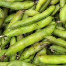 Broad Windsor Heirloom Fava Bean Seeds - C14