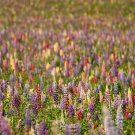 Rainbow Lupine Mix Wildflower Seeds - S19