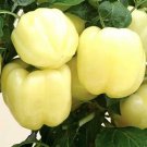 White Bell Pepper Heirloom Open Pollinated Seeds - B310