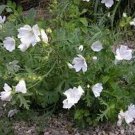 Malva Moschata- White- 50 Seeds - BOGO 50% off SALE