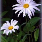 Shasta Daisy- Chrysanthemum Maximum- 100 seeds- BOGO 50% off SALE