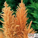 Amaranthus- Hot Biscuit- 50 Seeds- BOGO 50% off SALE