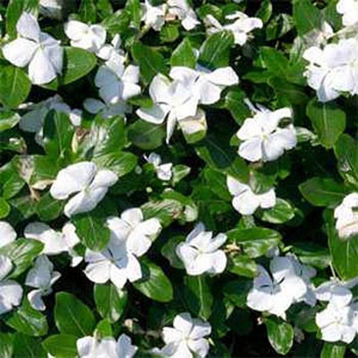 Vinca Periwinkle White 50 Seeds BOGO 50 off SALE