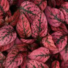 Hypoestes-Phyllostachya Splash- Red- 15 Seeds - - BOGO 50% off SALE
