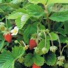 Wild Strawberry- Vesca - 100 seeds- BOGO 50% off SALE