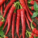 Pepper- Cayenne Red- 100 Seeds- BOGO 50% off SALE