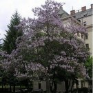 Royal Paulownia- Empress Tree- 25 Seeds- BOGO 50% off SALE