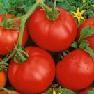 Tomato- Ace 55- 50 Seeds- BOGO 50% off SALE