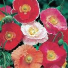 Poppy- Shirley corn -Mixed Colors- 1000 Seeds- BOGO 50% off SALE