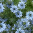 Love In A Mist- Blue - Nigella- 100 Seeds - - BOGO 50% off SALE