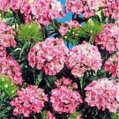 Dianthus- Pink Beauty- 200 Seeds- BOGO 50% off SALE