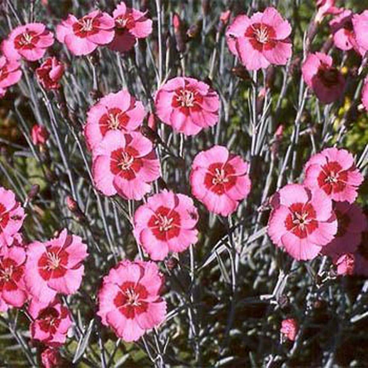 Dianthus- Alwood Pink- 50 Seeds- BOGO 50% off SALE