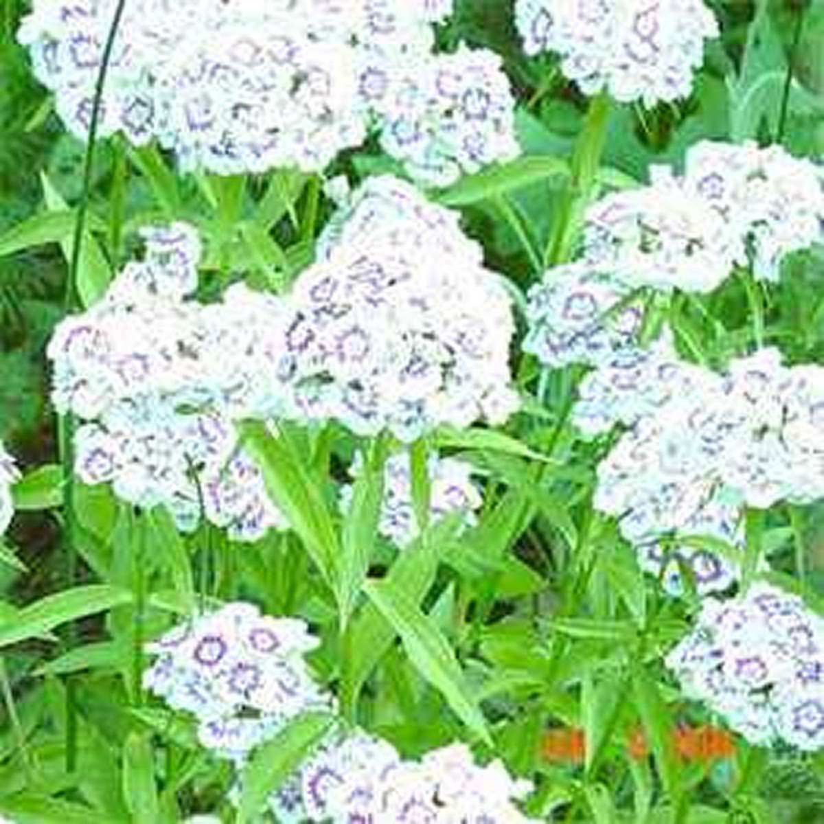 Dianthus- Albus White- 100 Seeds- BOGO 50% off SALE