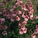 Diascia Barberae- Pink- 100 Seeds - - BOGO 50% off SALE