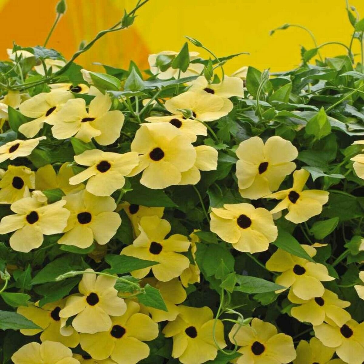 Thunbergia- Yellow- 10 Seeds- BOGO 50% off SALE