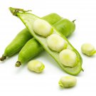 Fava Beans-(Vicia Faba) 25 Seeds- BOGO 50% off SALE