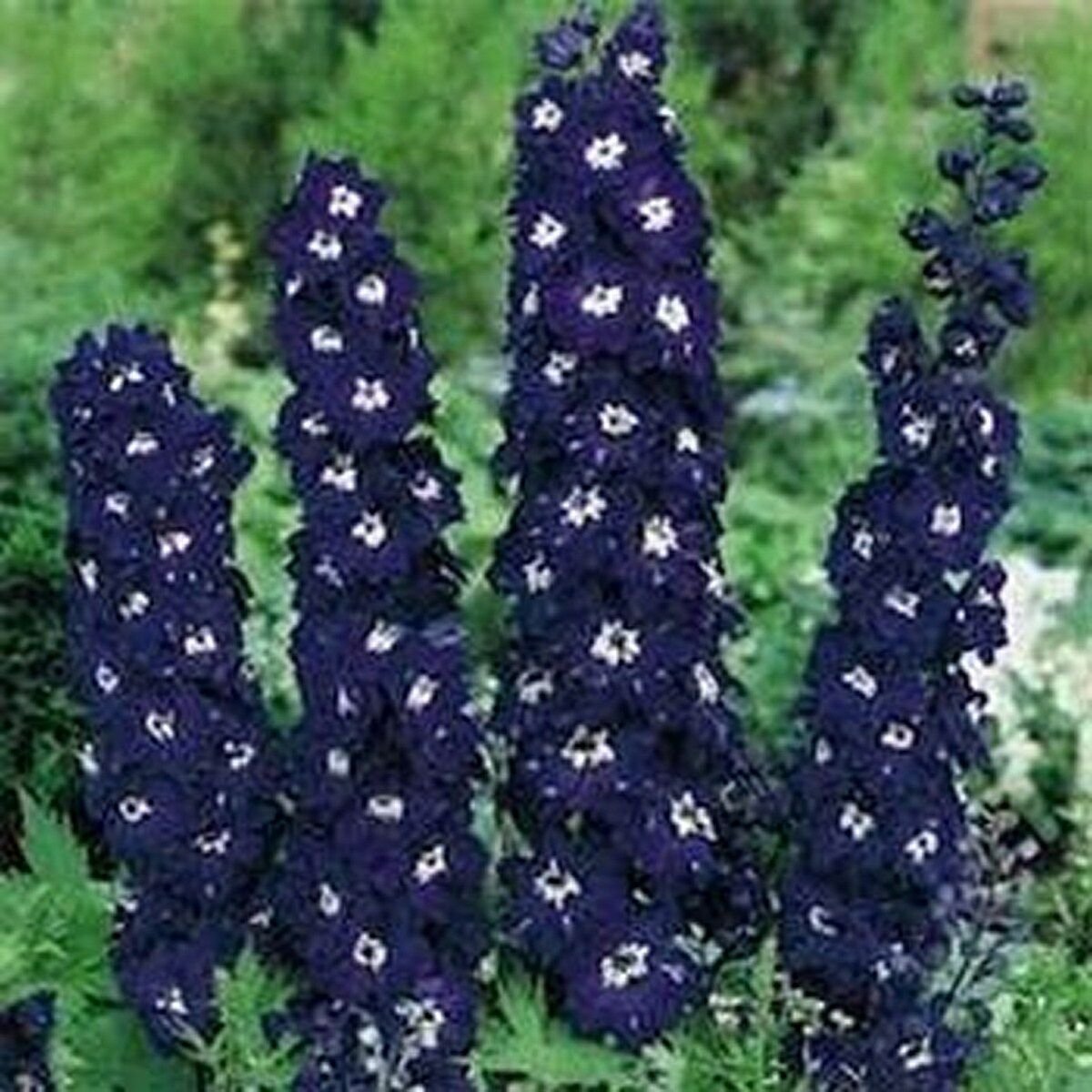 Delphinium / Larkspur- King Arthur - 50 Seeds- BOGO 50% off SALE