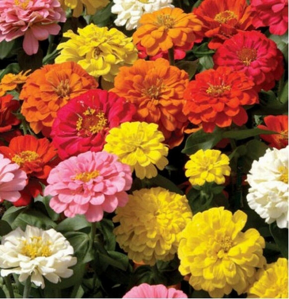 Zinnia- Lilliput Mix- 100 Seeds- BOGO 50% off SALE