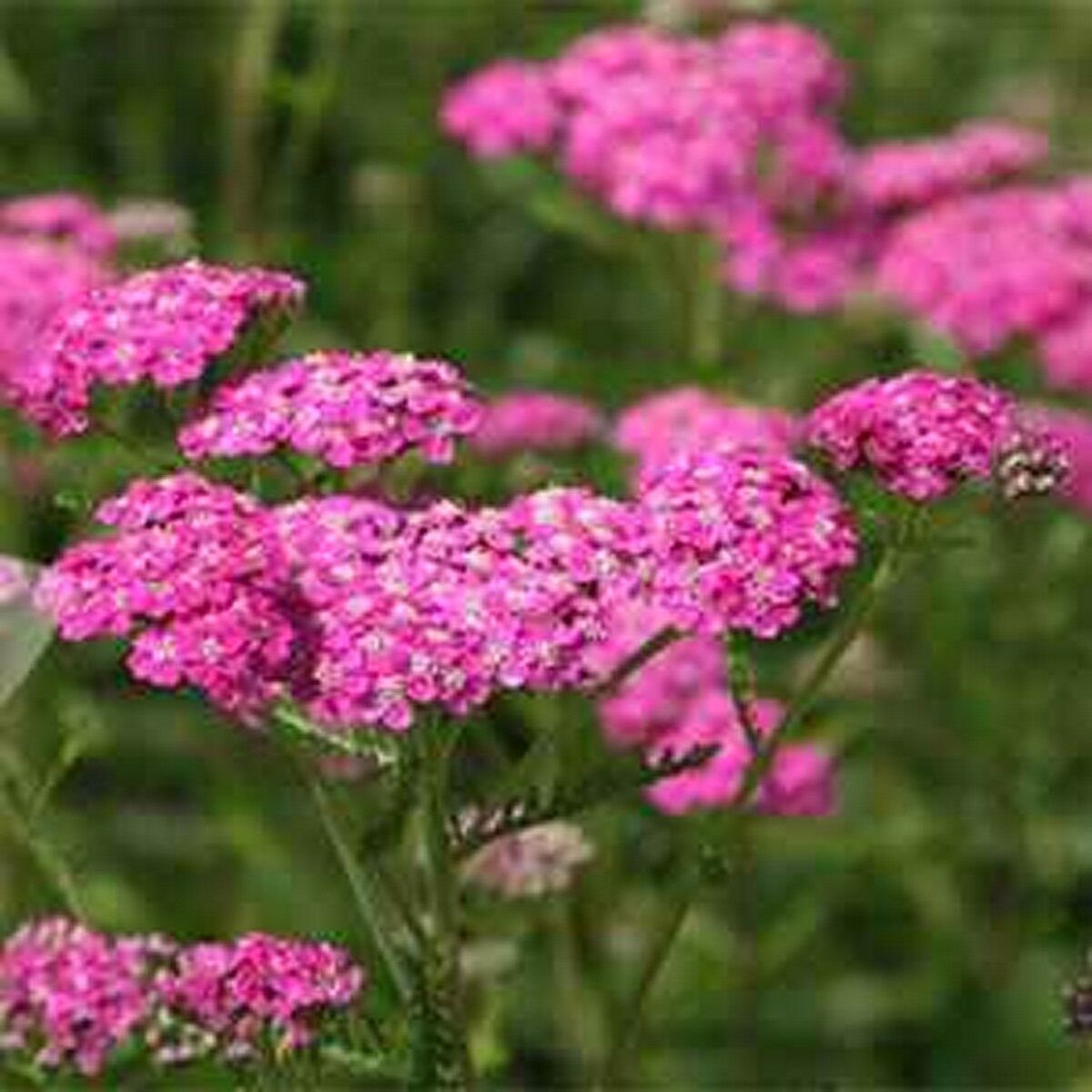 Yarrow- Cerise Queen- 250 Seeds- BOGO 50% off SALE