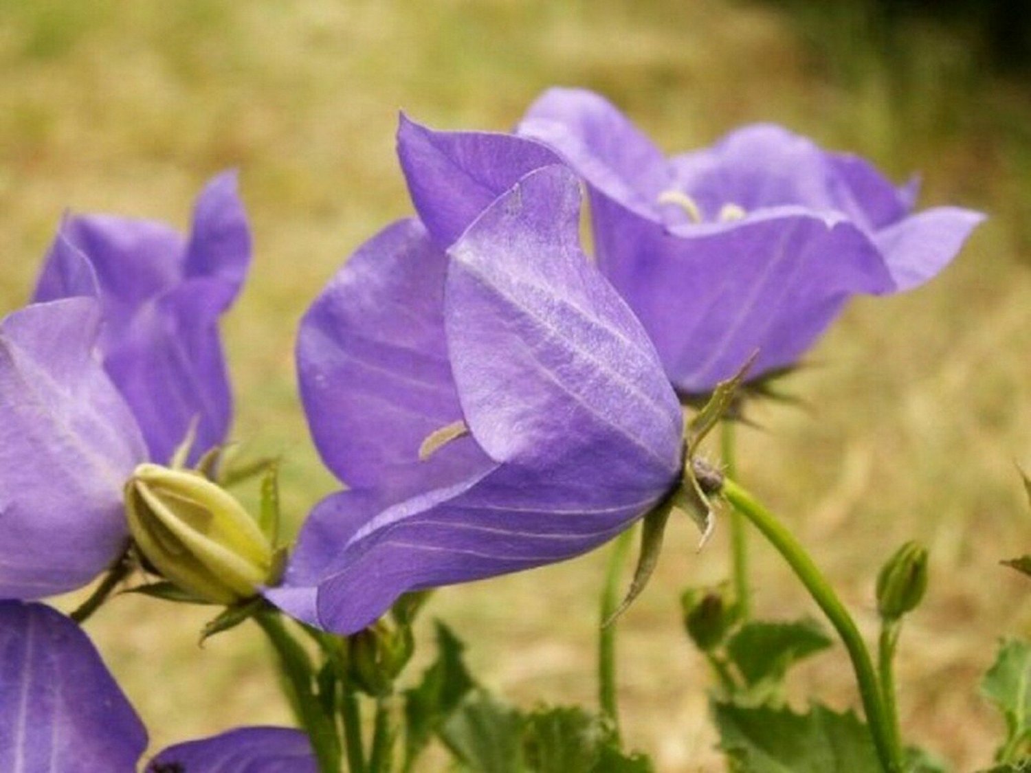 Tussock- Bellflower- Purple/blue- 200 Seeds- BOGO 50% off SALE